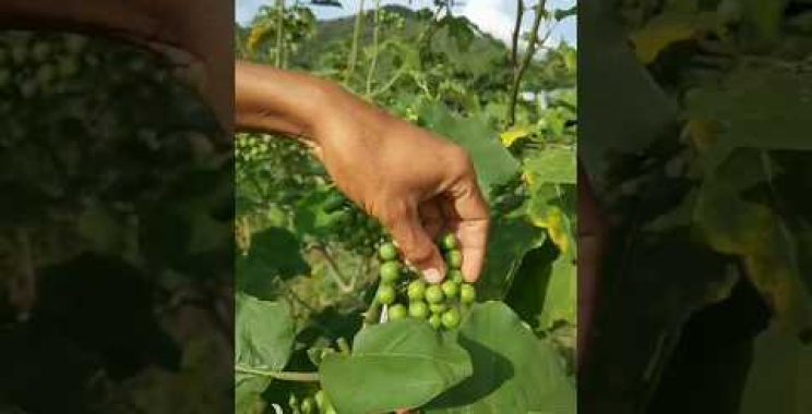 ဗီဒီယို။ သစ်တော်သီး ခရမ်းသီး ရိတ်သိမ်းခြင်း