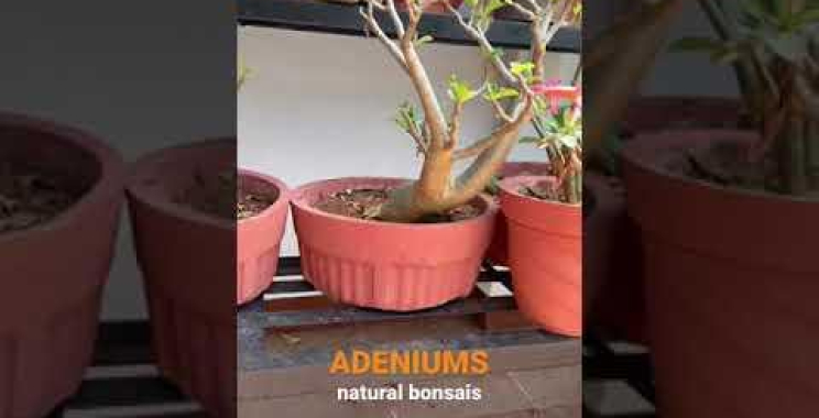 ဗီဒီယို။ သဘာဝ ဘွန်ဆိုင်းပင်များ – Adenium (သဲကန္တာရနှင်းဆီ)