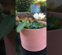 ဗီဒီယို။ အိမ်တွင် မိုက်ခရိုကြာပင် စိုက်ပါ။