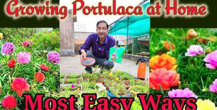 ဗီဒီယို။ Portulaca သို့မဟုတ် MOSS ROSE ကို အိမ်တွင် အလွယ်ဆုံး စိုက်ပျိုးနည်း