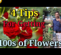 ဗီဒီယို။ နှင်းဆီပန်းများ ရာနှင့်ချီရရှိရန် အလွန်အရေးကြီးသော အကြံဥာဏ်များ