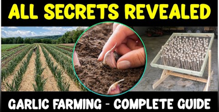 ရေကန် ကြက်သွန်ဖြူမွေးမြူရေး – မျိုးစေ့ကြဲခြင်း, စိုက်ပျိုးခြင်း, ထိန်းသိမ်းခြင်း, ရိတ်သိမ်းခြင်း