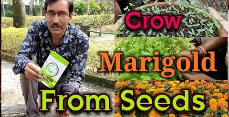 ဗီဒီယို။ အကောင်းဆုံး Marigold Seeds စိုက်ပျိုးနည်း