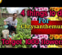 ဗီဒီယို။ Chrysanthemum တွင် ပန်း ၁၀၀၀ ရရှိရန် လုပ်ဆောင်ရမည့်အချက် ၄ ချက်