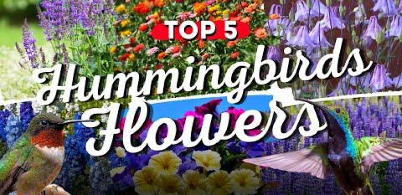 ဗီဒီယို။ 🌸🐦 မင်းရဲ့ဥယျာဉ်ကို Hummingbird HAVEN အဖြစ်ပြောင်းလဲပေးမယ့် ထိပ်တန်းပန်း 5 ပွင့်