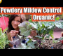 ဗီဒီယို။ Powdery Mildew – အော်ဂဲနစ်နည်းဖြင့် ထိန်းချုပ်နည်း