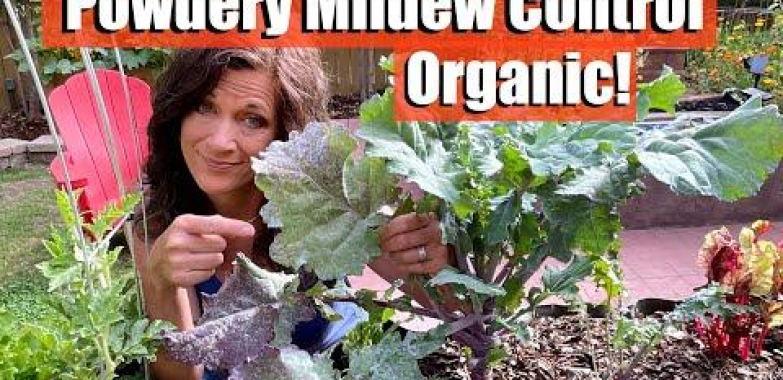 ဗီဒီယို။ Powdery Mildew – အော်ဂဲနစ်နည်းဖြင့် ထိန်းချုပ်နည်း