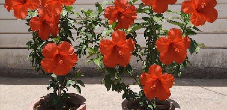 ဗီဒီယို။ အိုးများတွင် hibiscus စိုက်ပျိုးနည်း