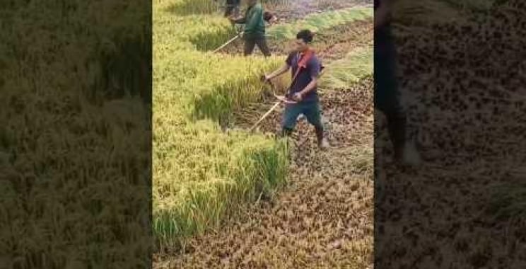 Brush Cutter စက်အသုံးပြု၍ စပါးရိတ်သိမ်းခြင်း။