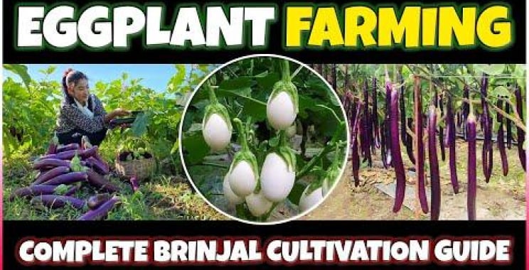 ခရမ်းစိုက်ပျိုးခြင်း / Brinjal စိုက်ပျိုးခြင်း | အိမ်မှာ ခရမ်းသီး စိုက်ပျိုးနည်း