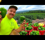 ဗီဒီယို။ အံ့ဩစရာ ဧရာမ ဟင်းသီးဟင်းရွက် ရိတ်သိမ်းမှု
