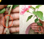 ဗီဒီယို။ အပ်ဒိတ်အပြည့်အစုံဖြင့် hibiscus grafting နည်းပညာ