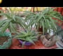 ဗီဒီယို။ Spider Plant Care အကြောင်းအားလုံး