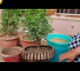 ဗီဒီယို။ Bonsai Pot တွင် ကျွန်ုပ်၏ Madhukamini ကို ပြန်ရိုက်နေသည်