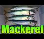 Mackerel ဆိုတာ ဘာလဲ ? – Filleting Cooking & Tackle ဖမ်းနည်းလမ်းညွှန်