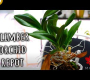 ဗီဒီယို။ Oncidium Orchid အိုးထဲက တက်ခြင်း – ဒါ ငါလုပ်တယ်။