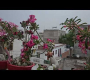 ဗီဒီယို။ ဧပြီလတွင် သာယာသောရာသီဥတုကို ခံစားနိုင်သော အပင်များ