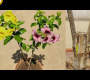 ဗီဒီယို။ တူညီသော Allamanda အပင်တစ်ပင်တွင် ရောင်စုံပန်းပွင့်များကို မည်သို့ရရှိနိုင်မည်နည်း။