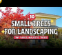 ဗီဒီယို။ ခြံငယ်များ၊ ကြီးကျယ်ခမ်းနားသောသစ်ပင်များ- ရှုခင်းအတွက် သစ်ပင်ငယ် ၁၀ ပင်