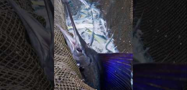 အံ့သြဖွယ် Sailfish ဖမ်းခြင်းနှင့် ဖြတ်ခြင်းစွမ်းရည်/驚人的！芭蕉魚捕捉漁網၊ 雨傘旗魚切割技能