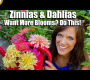 ဗီဒီယို။ Zinnia နှင့် Dahlias – နောက်ထပ်ပန်းပွင့်များလိုချင်သည်။