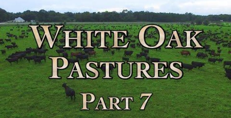 ဗီဒီယို။ White Oak Pastures အပိုင်း ၇