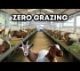 ။ ZERO GRAZING ဆိတ်များကို အဘယ်ကြောင့် ထည့်သွင်းစဉ်းစားရန် လိုအပ်သနည်း။ | အသေးစိတ်အချက်အလက်များ