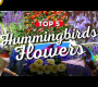 ဗီဒီယို။ 🌸🐦 မင်းရဲ့ဥယျာဉ်ကို Hummingbird HAVEN အဖြစ်ပြောင်းလဲပေးမယ့် ထိပ်တန်းပန်း 5 ပွင့်