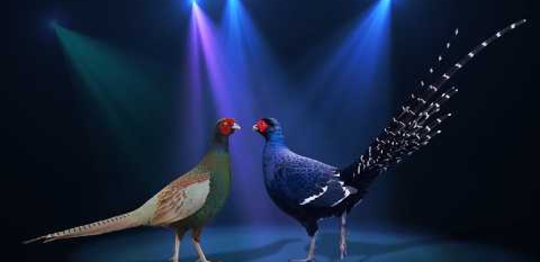 ထိပ်တန်း အလှပဆုံး အာရှနိုင်ငံအလံကောင် ၁၀ မျိုး | ရစ်ငှက်မျိုးရင်းစုစည်းမှု