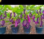 ဗီဒီယို။ ခရမ်းသီး စိုက်ပျိုးခြင်းသည် မိသားစုအတွက် အိမ်တွင် ခရမ်းသီး စိုက်ပျိုးခြင်းနှင့် ရိတ်သိမ်းခြင်း လွယ်ကူသည်။