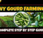 ဗီဒီယို။ Ivy Gourd (Tindora သို့မဟုတ် Tondli) စိုက်ပျိုးခြင်း။