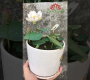 ဗီဒီယို။ အိမ်တွင် micro lotus စိုက်ပါ။