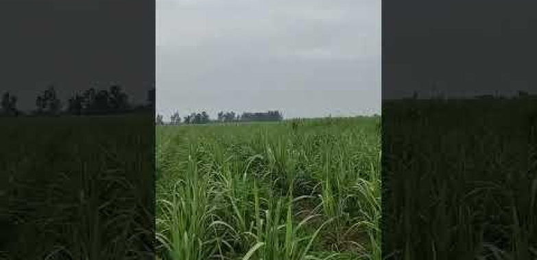 ဗီဒီယို။ ကြံနှင့် ပြောင်းဆန်