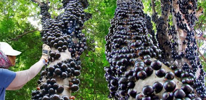 ဧရာမစိုက်ခင်းအတွင်း၌ ရိတ်သိမ်းခြင်း။