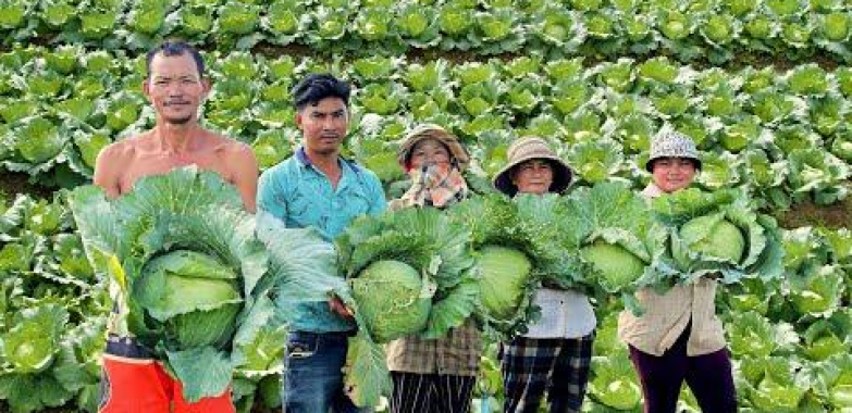 ဗီဒီယို။ ရက် 90 အတွင်း အထွက်နှုန်းမြန်စေရန် ဂေါ်ဖီစိုက်ပျိုးနည်း – စိုက်ပျိုးခြင်းမှ ရိတ်သိမ်းချိန်အထိ အပြီးအစီးလမ်းညွှန်