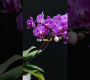 ဗီဒီယို။ နောက်ထပ် Phalaenopsis သစ်ခွပန်းများအတွက် အကြံပြုချက် 10 ခု