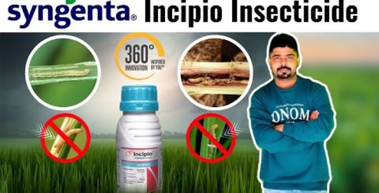 ဗီဒီယို။ Incipio ပိုးသတ်ဆေး။ Syngenta Incipio Isocycloceram 18%။ Insecticide.@FertiLizerExpert အသစ်