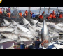 အလို!! Big Catch ဧရာမ bluefin တူနာ၊ ပိုက်ကွန်ငါးဖမ်း တူနာ၊ ဖြတ်တောက်ခြင်း၊ စက်ရုံတွင် လုပ်ဆောင်ခြင်း။