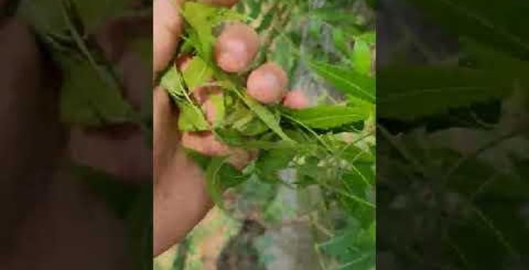 ဗီဒီယို။ Azadirachta indica၊ အများအားဖြင့် margosa၊ neem၊ nimtree သို့မဟုတ် Indian lilac