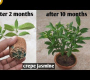 ဗီဒီယို။ ဖြတ်တောက်ခြင်းမှ Crepe Jasmine စိုက်ပျိုးနည်း