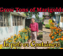 ဗီဒီယို။ 5 Marigolds တန်ချိန်များကို အိုးများ သို့မဟုတ် ကွန်တိန်နာများတွင် စိုက်ပျိုးရန် အကြံပြုချက်များ