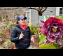 ဗီဒီယို။ Hellebores ကို ဖြတ်တောက်နည်းနှင့် Whimsical Garden Art ကို ထည့်သွင်းနည်း