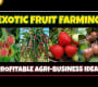 ဗီဒီယို။ အမြတ်အများဆုံး Exotic Fruit Fruit Farming Business Ideas