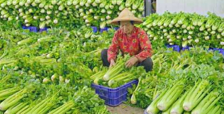 5000 ကီလိုဂရမ်！အမေရိကန်ဆလရီရိတ်သိမ်းခြင်း၊ ဆလရီစိုက်ပျိုးခြင်းစွမ်းရည်_8000公斤大豐收！全台最大西洋芹採收၊ 芹菜蠽種抉巧၊ 香晖