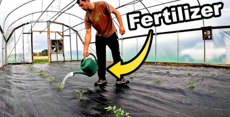 ဗီဒီယို။ ကျွန်ုပ်တို့၏မြင့်သောဥမင်တွင် ခရမ်းချဉ်သီးများကို မြေသြဇာကျွေးခြင်း။