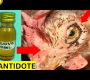 နံပါတ် ၁ ကြက်ငှက် Mite (အော်ဂဲနစ်) အတွက် အကောင်းဆုံး သဘာဝအရည် သတ်ဆေး