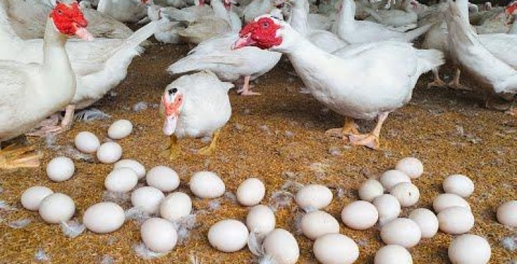 အံ့သြဖွယ်ကောင်းသော Muscovy Duck Hatching – ကလေး Ducklings များကို ပေါက်ဖွားသည်။