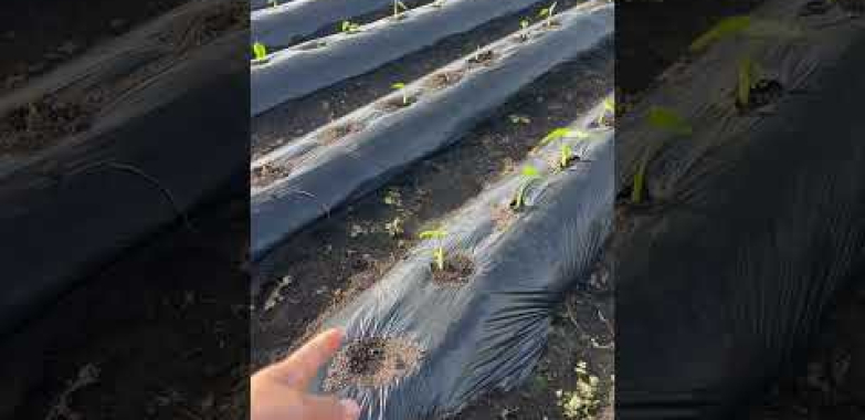 ရေကန် ဂျပန်မှာ Taro ကိုဘယ်လိုစိုက်ပျိုးရမလဲ