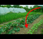 ဗီဒီယို။ ယနေ့အထိ ကျွန်ုပ်၏ အထူးဆန်းဆုံး ဥယျာဉ်စမ်းသပ်မှုအချို့ …