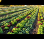 ဗီဒီယို။ အဖော်စိုက်ပျိုးခြင်း VS. နှစ်မျိုးလုံးအတွက် ခြားနားချက်၊ ဥပမာများနှင့် ဗျူဟာများ